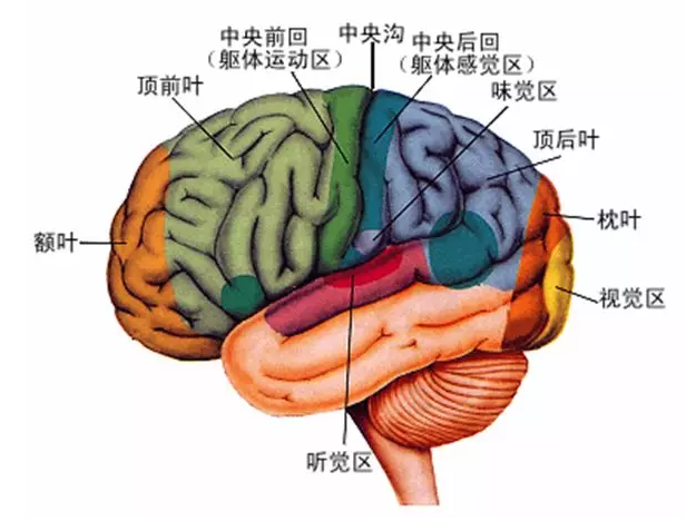 經(jīng)顱磁刺激治療你知道多少？